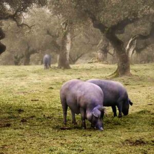 Raise Your Own Pigs Image